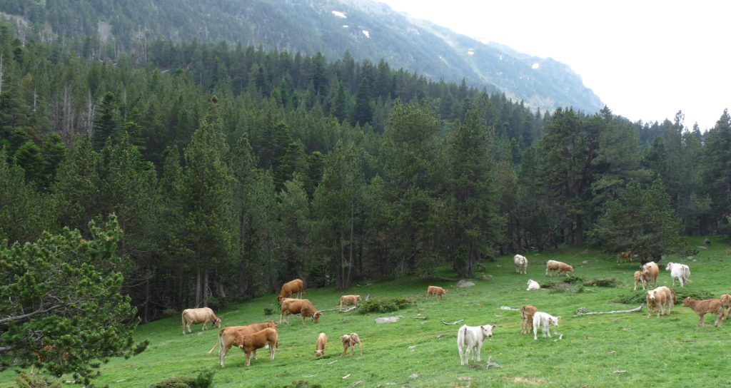 Accéder à la galerie complète (Pyrénées Catalanes) - Dieu est un fumeur de havanes