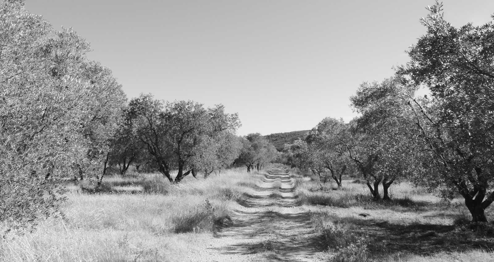 France - Alpilles, Camargue